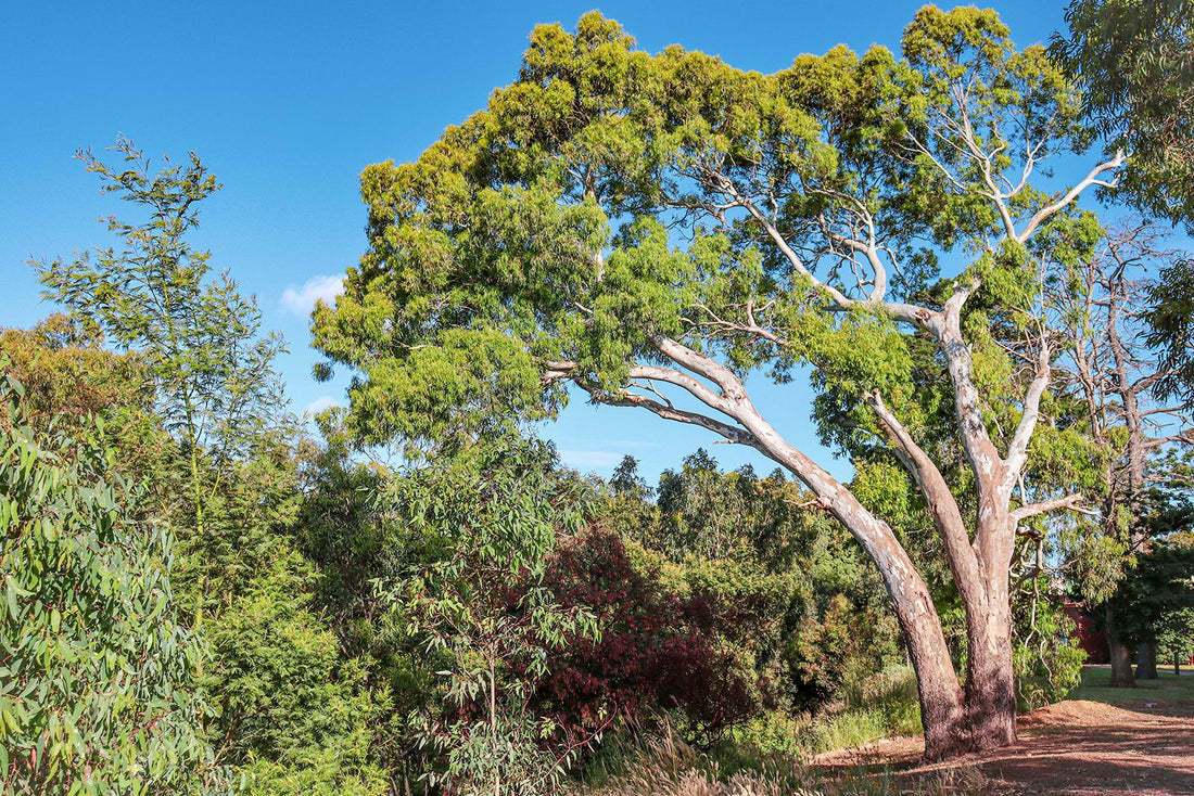 The Surprising Benefits of Eucalyptus Essential Oil