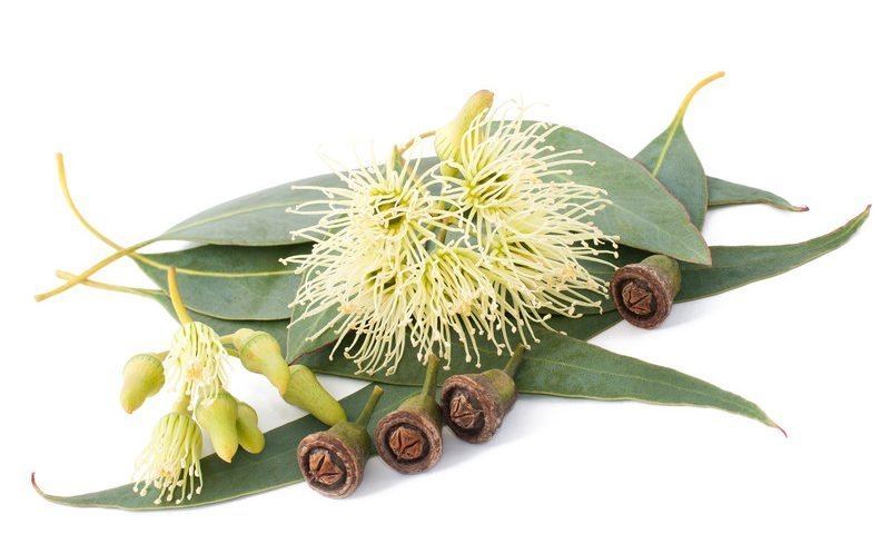 Eucalyptus Globulus 100% Pure Essential Oil - SCENTA